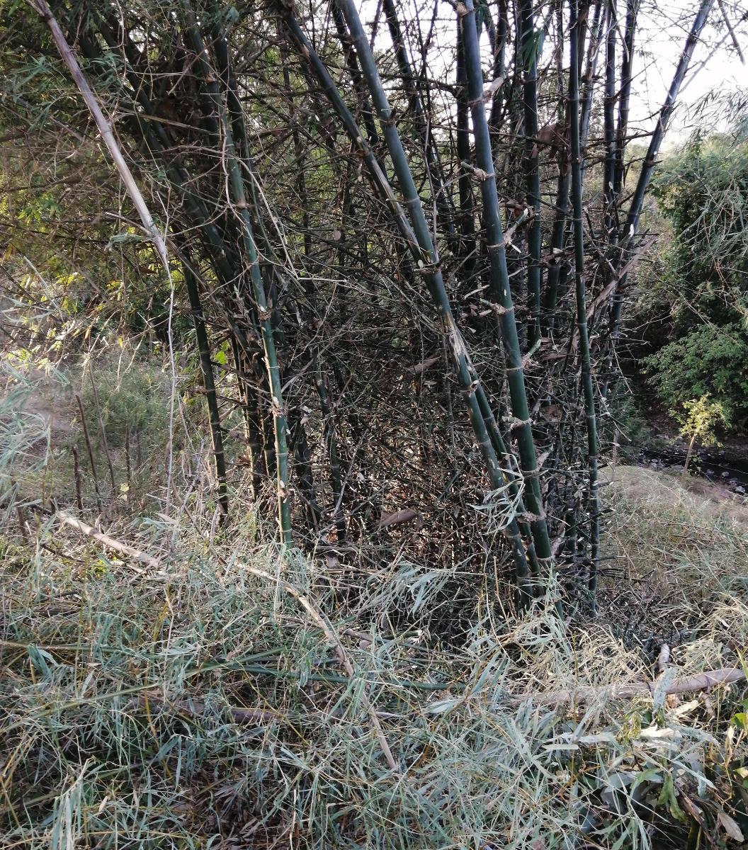 The bamboo clump growing on our farm.